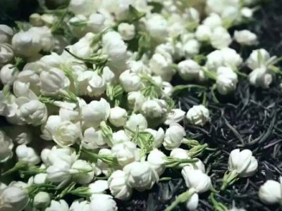 喝茶治口臭嗎，什么茶治口臭好？