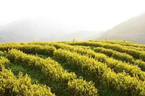 黃金茶的功效及禁忌癥，黃金茶有什么副作用嗎？