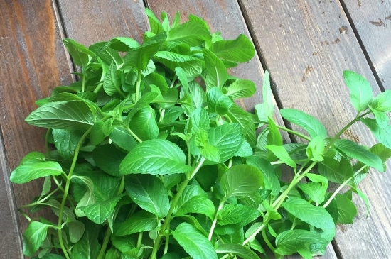 薄荷茶的功效與作用，喝薄荷茶有什么好處？