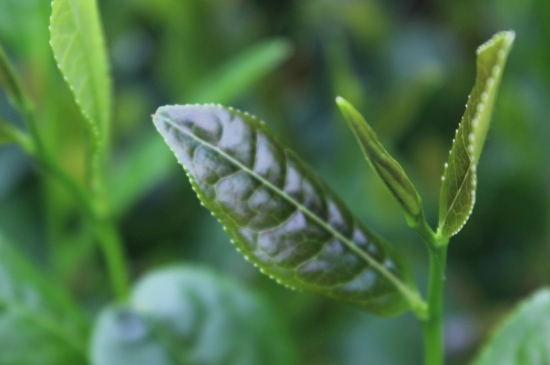 綠茶第一泡要倒掉嗎，為什么綠茶第一泡不喝？