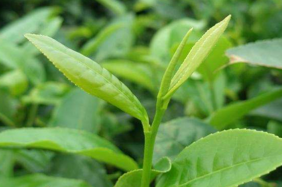 最耐泡的茶葉排名，什么茶葉經(jīng)久耐泡？