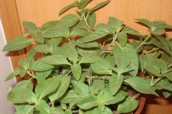 薄荷茶的功效與作用，喝薄荷茶有什么好處？