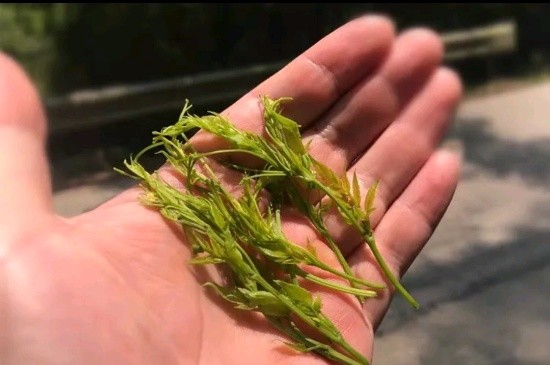 張家界茅巖莓茶與藤茶是同一種茶嗎，藤茶跟莓茶一不一樣？