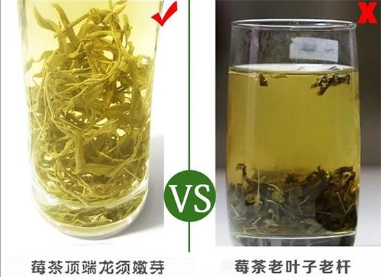 張家界茅巖莓茶與藤茶是同一種茶嗎，藤茶跟莓茶一不一樣？