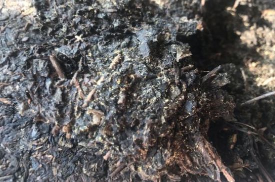 茯茶可以放在冰箱里存放嗎，茯磚茶如何儲存？