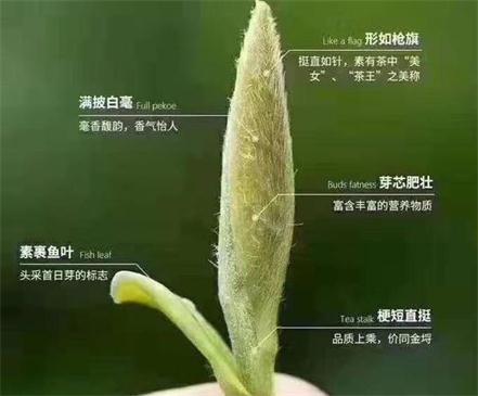 春茶季怎么辨別白毫銀針的好壞，好的白毫銀針如何選購？