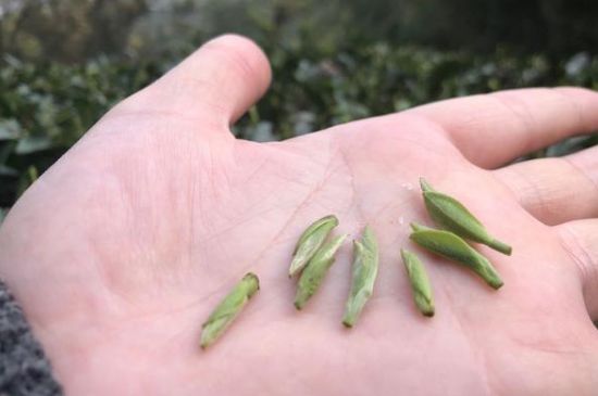 春茶季怎么辨別白毫銀針的好壞，好的白毫銀針如何選購？