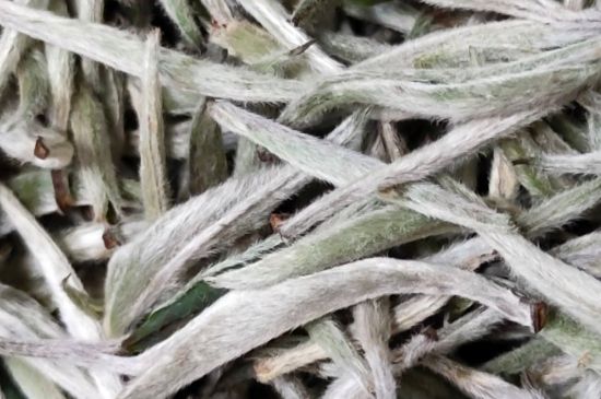 春茶上市白茶的好壞怎么區(qū)分，春白茶怎么分辨好不好？