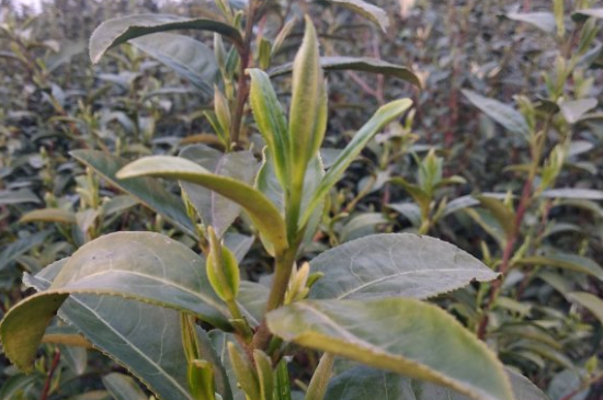 家庭如何保存碧螺春茶葉，蘇州洞庭碧螺春綠茶怎么保存？
