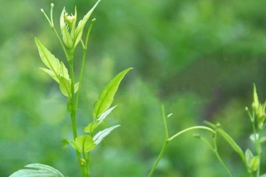 茅巖莓茶別名是什么，莓茶別名叫藤茶嗎？