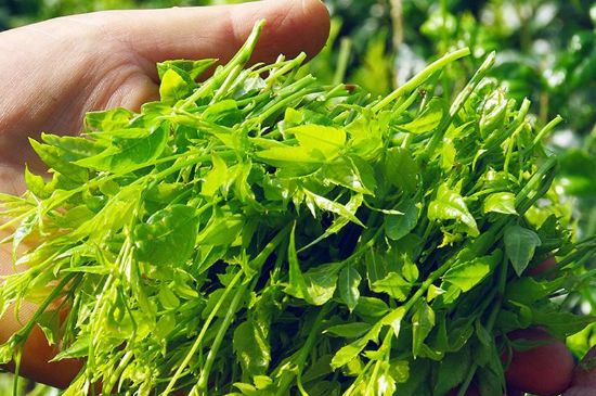 茅巖莓茶別名是什么，莓茶別名叫藤茶嗎？