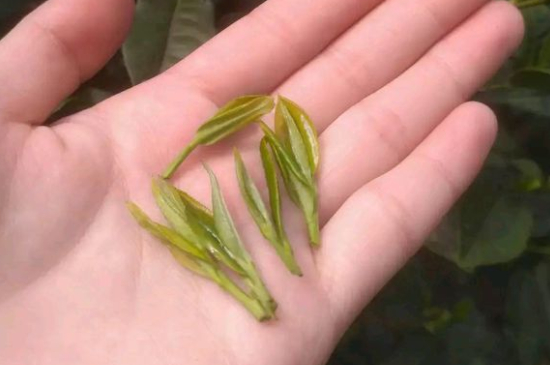 炒青茶為什么便宜，炒青綠茶好喝嗎？