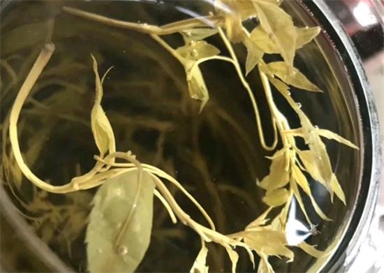 張家界茅巖莓茶與藤茶是同一種茶嗎，藤茶跟莓茶一不一樣？