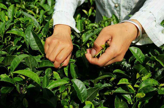 采茶的方法與步驟，如何正確采摘茶葉？