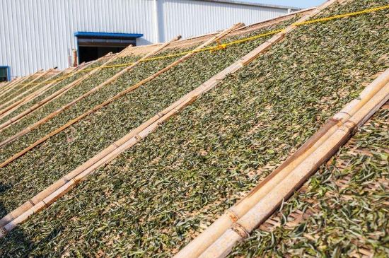 武夷巖茶的初制、精制加工工藝詳細(xì)講解