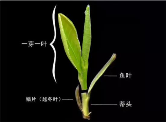 摘茶葉最快的方法，采摘茶葉怎么才能快？