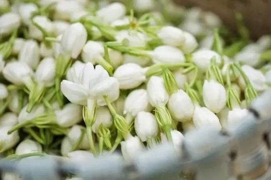 十大排毒養(yǎng)顏花茶，喝什么花茶排毒養(yǎng)顏