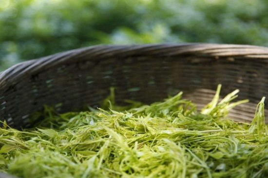 茅巖莓茶加工工藝，莓茶的工藝制作過程
