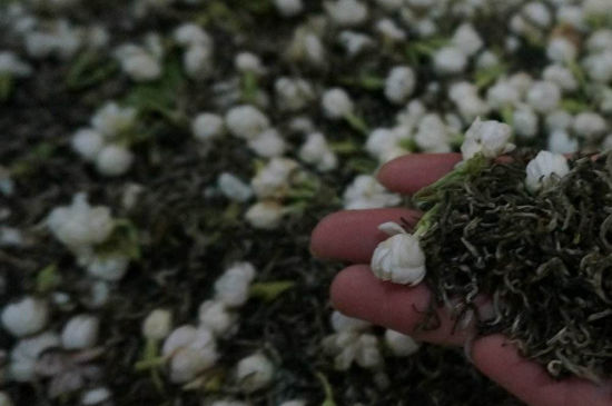 茉莉茶的種類和等級(jí)，茉莉花茶的分類