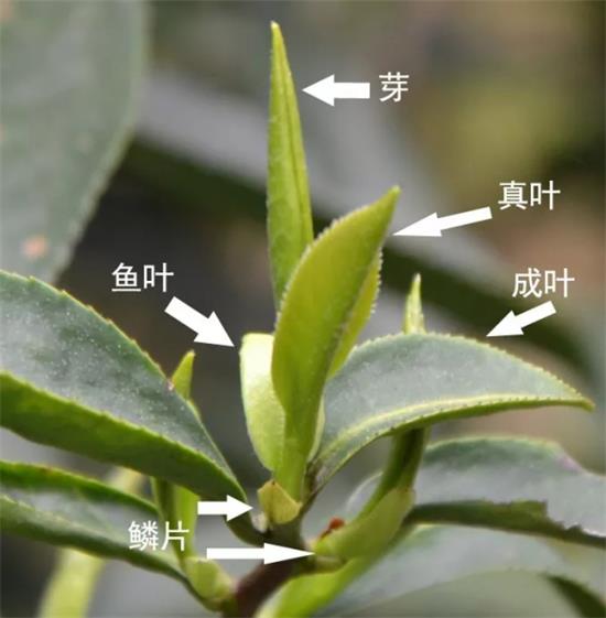 摘茶葉最快的方法，采摘茶葉怎么才能快？