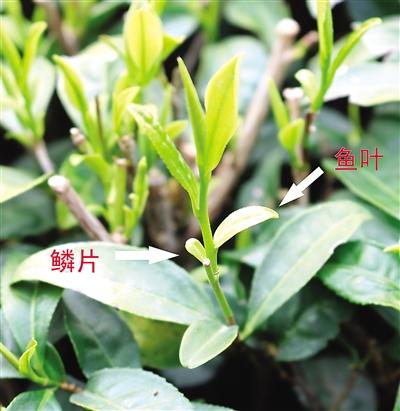 摘茶葉最快的方法，采摘茶葉怎么才能快？