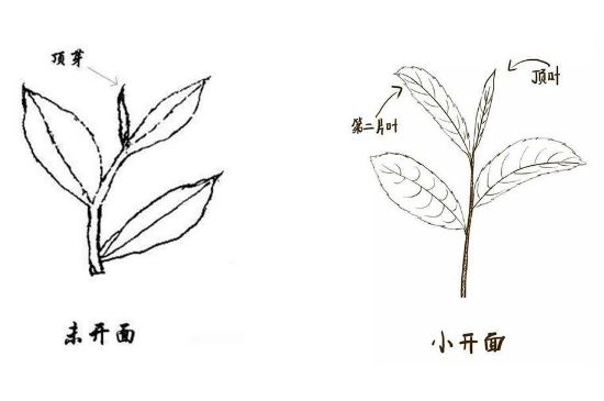 武夷巖茶的初制、精制加工工藝詳細(xì)講解
