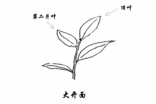 武夷巖茶的初制、精制加工工藝詳細(xì)講解