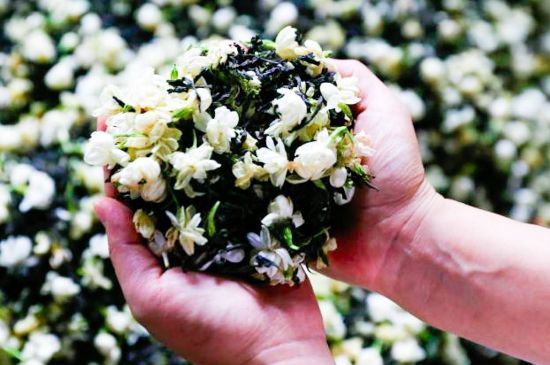 茉莉花和什么在一起喝好，茉莉花喝什么茶搭配？