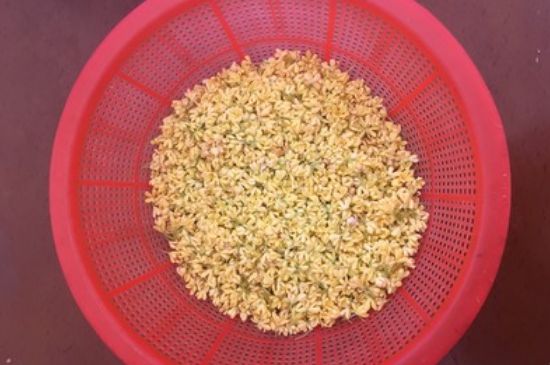 干桂花茶的制作方法，怎樣自制桂花茶？
