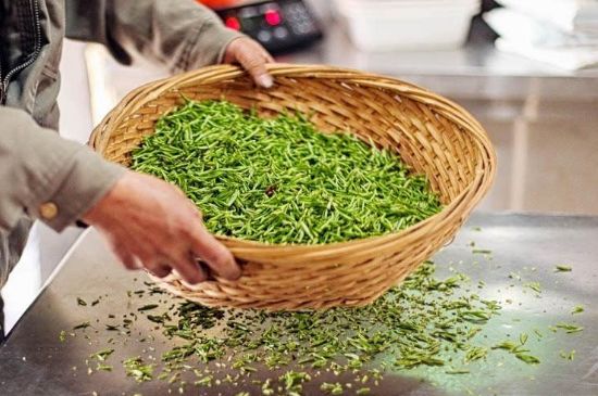 武夷巖茶的初制、精制加工工藝詳細(xì)講解