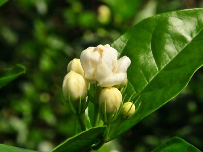 好茉莉茶多少錢一斤，茉莉花茶價(jià)格