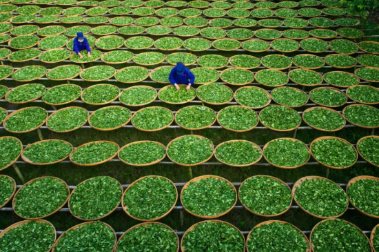 綠茶加工工藝流程圖，綠茶的加工制作包含哪幾個(gè)步驟？