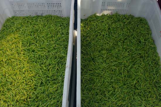 什么茶葉適合用蒸茶器，什么茶可以蒸