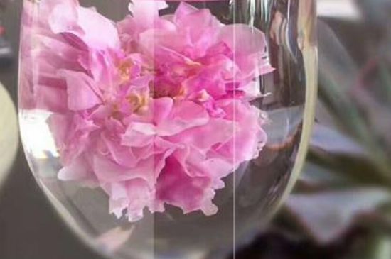 干玫瑰花泡水放幾顆，玫瑰花泡水一次放幾朵？