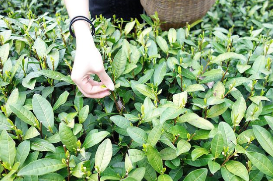 采茶的方法與步驟，如何正確采摘茶葉？