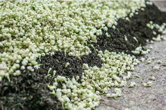 茉莉茶葉的功效與禁忌，什么人不適合喝茉莉花茶？