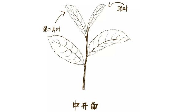 武夷巖茶的初制、精制加工工藝詳細(xì)講解