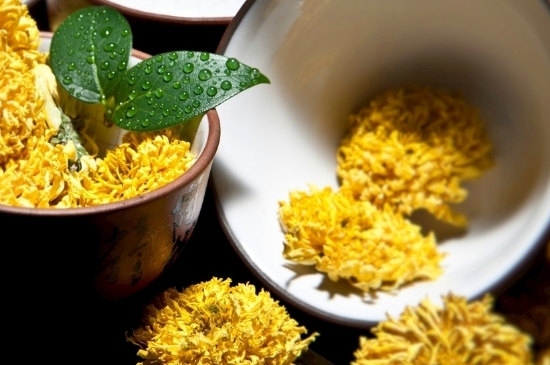 孕婦可以喝菊花茶嗎，菊花對胎兒有致畸作用？