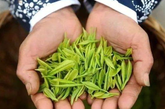 摘茶葉最快的方法，采摘茶葉怎么才能快？