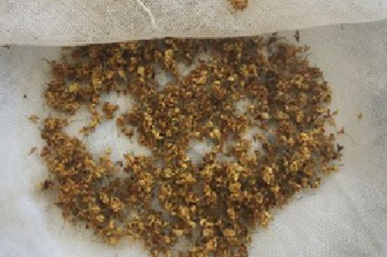 干桂花茶的制作方法，怎樣自制桂花茶？