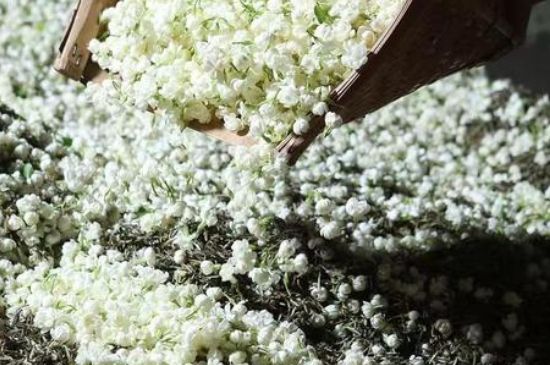 茉莉茶葉的功效與禁忌，什么人不適合喝茉莉花茶？