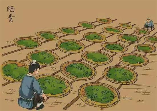 制茶八步驟，制茶工藝流程圖