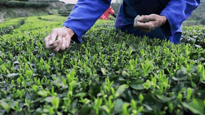 摘茶葉最快的方法，采摘茶葉怎么才能快？