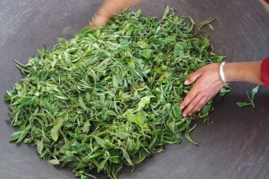 龍井茶炒茶葉怎么炒出好茶色，茶葉怎樣做出來(lái)最綠？