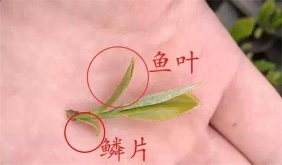 摘茶葉最快的方法，采摘茶葉怎么才能快？