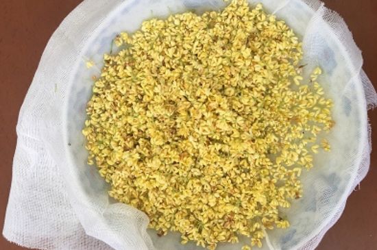 干桂花茶的制作方法，怎樣自制桂花茶？