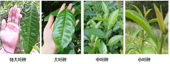 摘茶葉最快的方法，采摘茶葉怎么才能快？