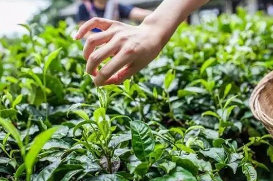 綠茶加工工藝流程圖，綠茶的加工制作包含哪幾個(gè)步驟？