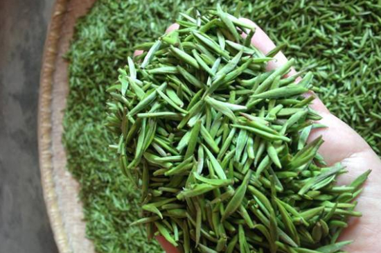 采茶的方法與步驟，如何正確采摘茶葉？