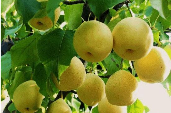 一把真正的本山綠泥壺最低多少錢，什么價(jià)格能買到本山綠泥紫砂壺？
